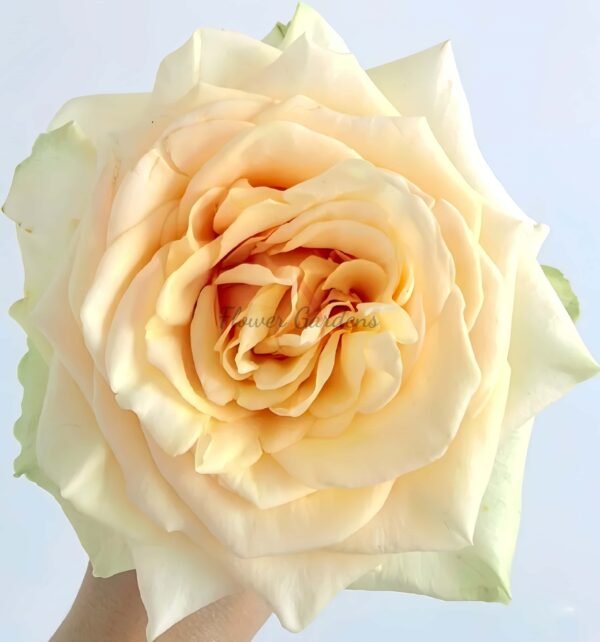 pearl finess Rose plant丨Flower Gardens