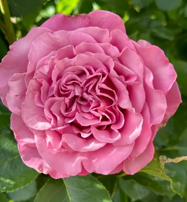 queen's crown Rose丨Flower Gardens