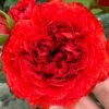 red double Rose丨Flower Gardens