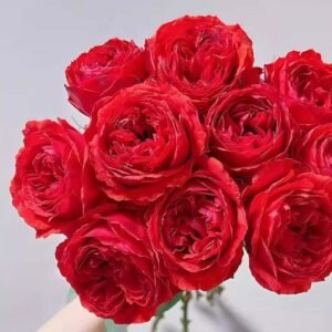 red double Rose plant丨Flower Gardens
