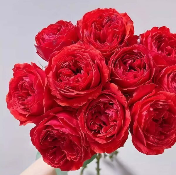 red double Rose plant丨Flower Gardens