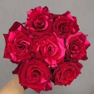 red panther Rose for sale丨Flower Gardens