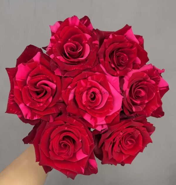red panther Rose for sale丨Flower Gardens