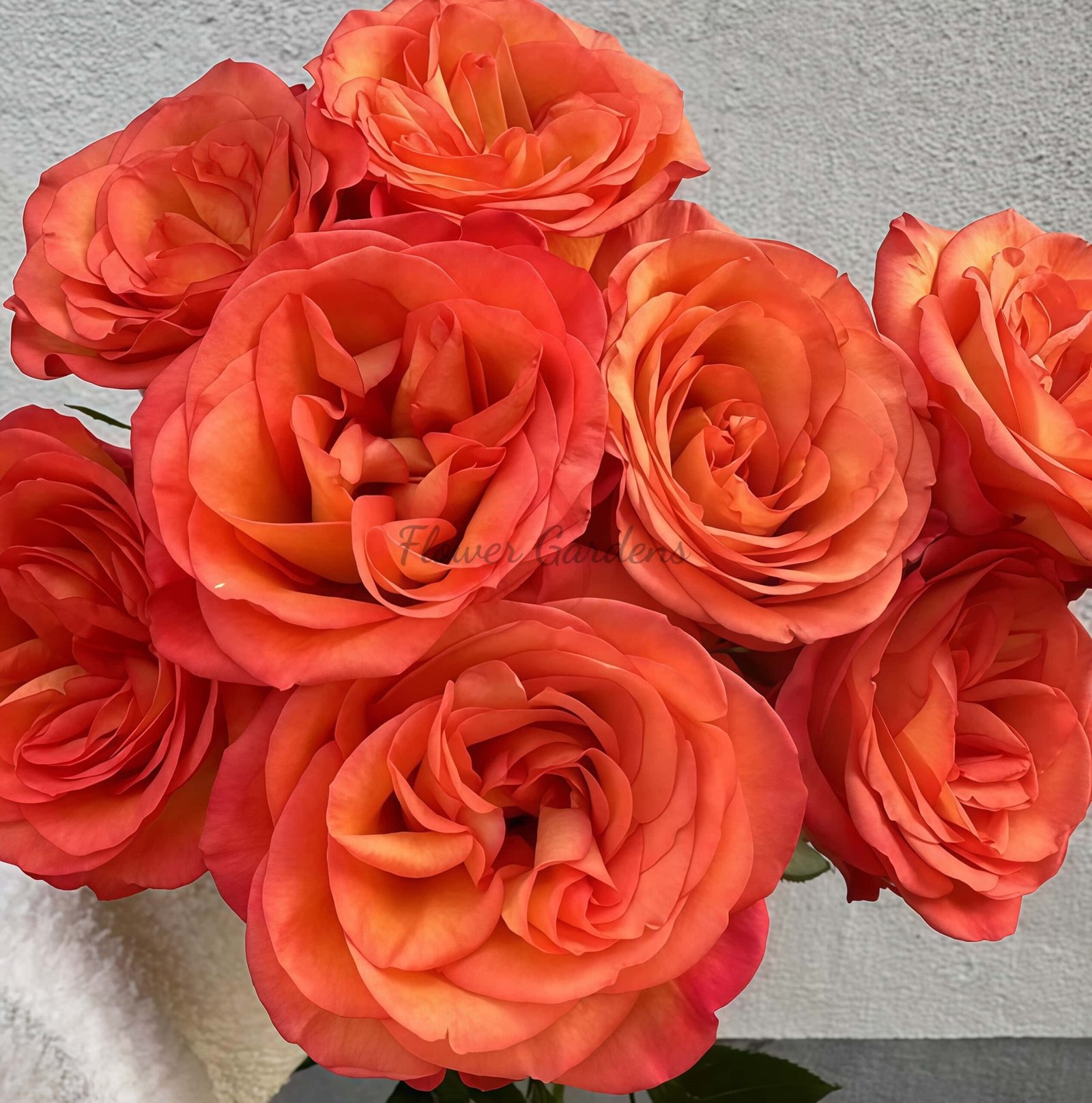 skyfire Rose丨Flower Gardens