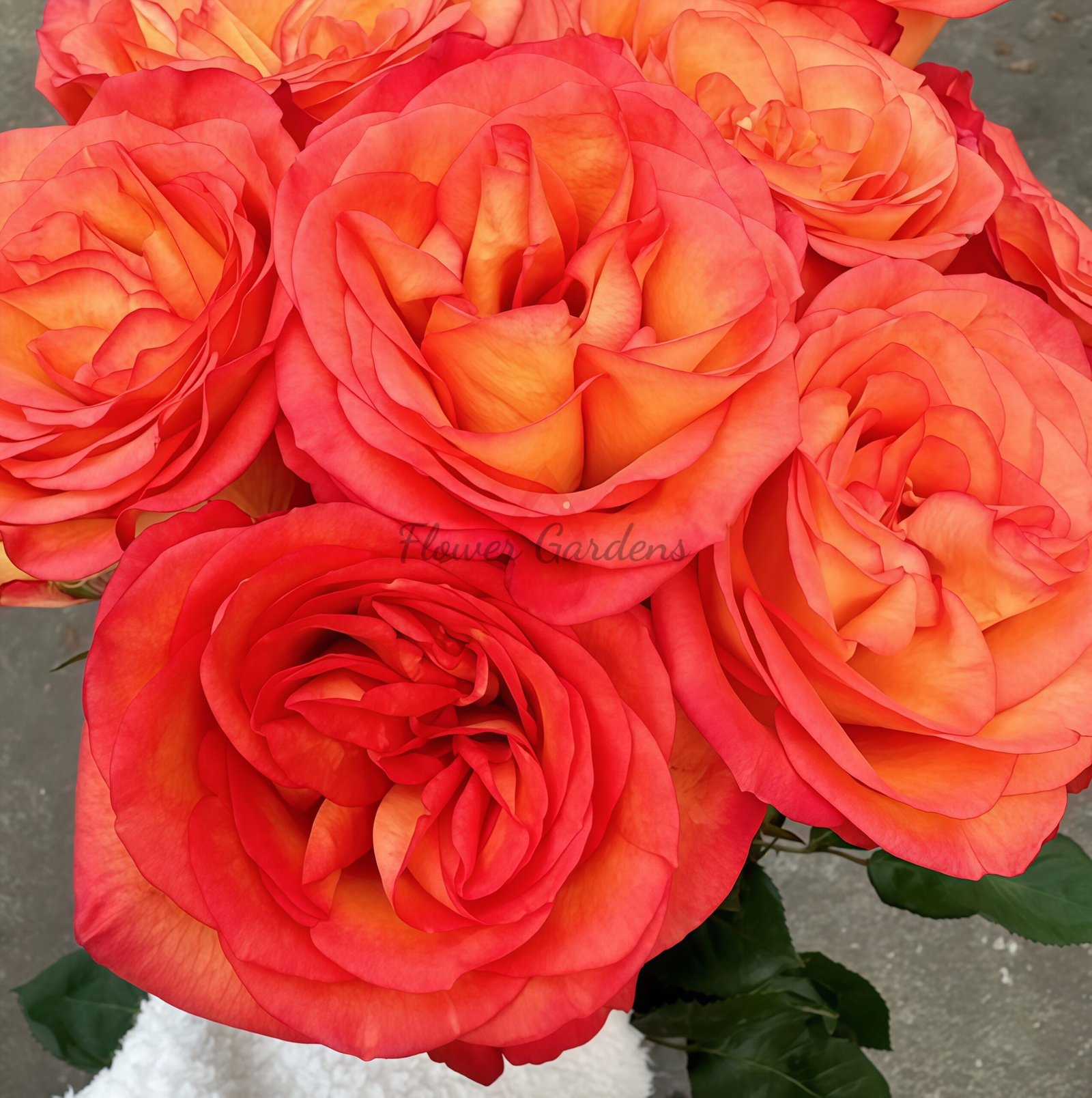 skyfire Rose for sale丨Flower Gardens