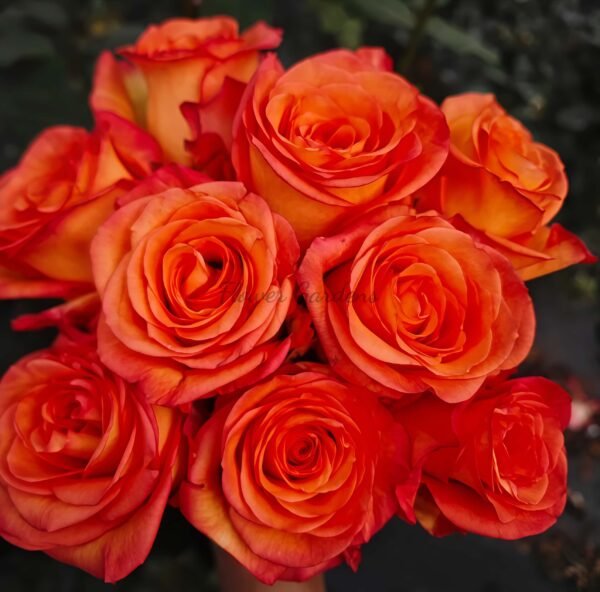 skyfire Rose plant丨Flower Gardens