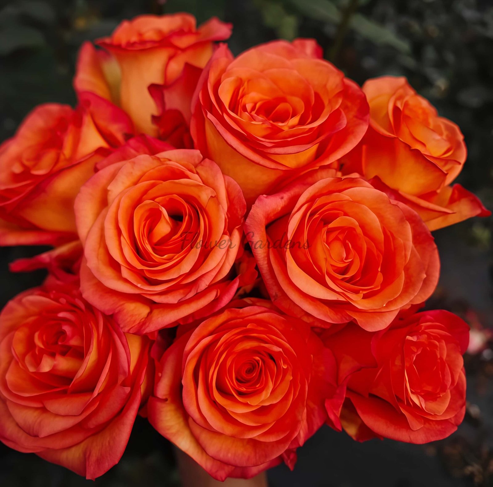 skyfire Rose plant丨Flower Gardens