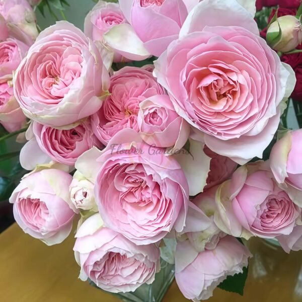 spring scenery Rose丨Flower Gardens