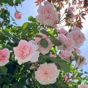 A Coign Of Vantage Rose for sale丨Flower Gardens