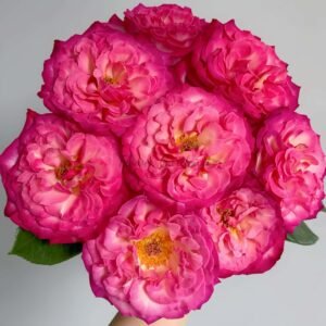 Achilles Rose丨Flower Gardens