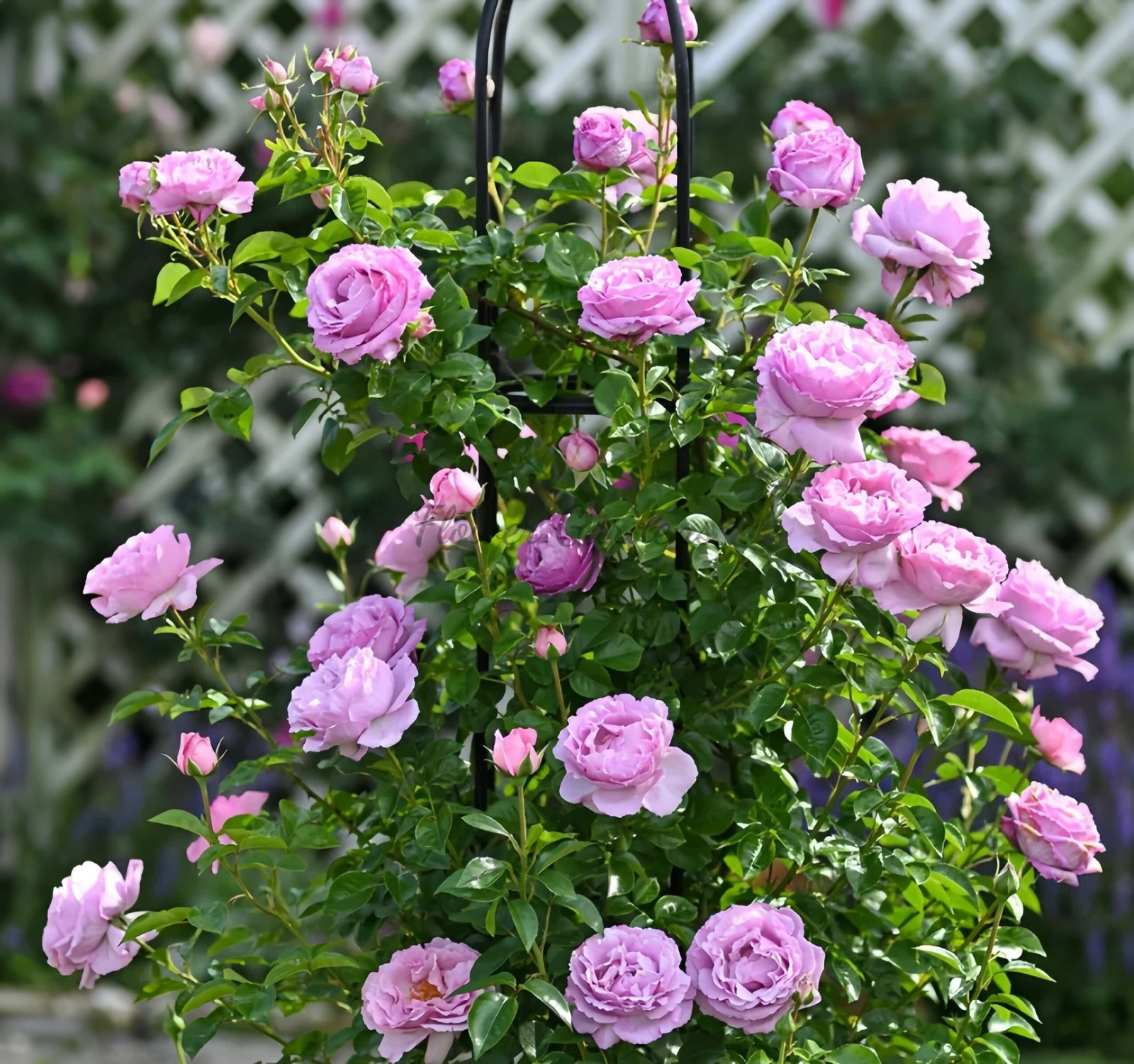 Alexandra David Neel Rose丨Flower Gardens