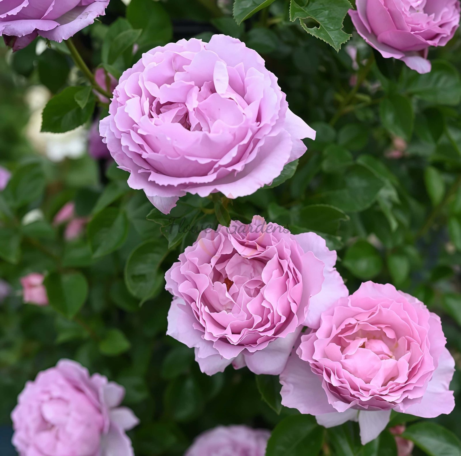 Alexandra David Neel Rose for sale丨Flower Gardens