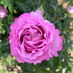 Alexandra David Neel Rose丨Flower Gardens