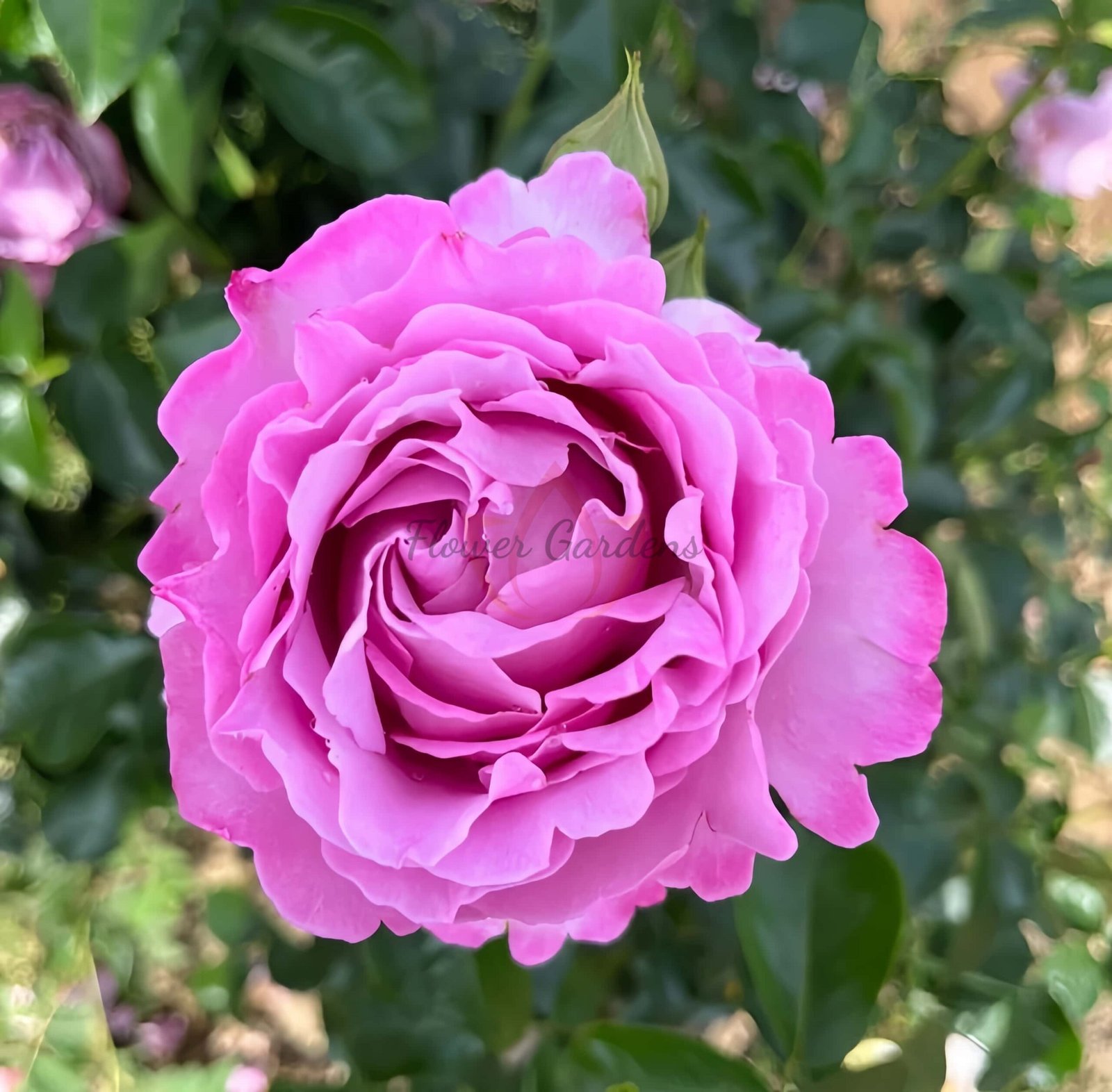 Alexandra David Neel Rose丨Flower Gardens