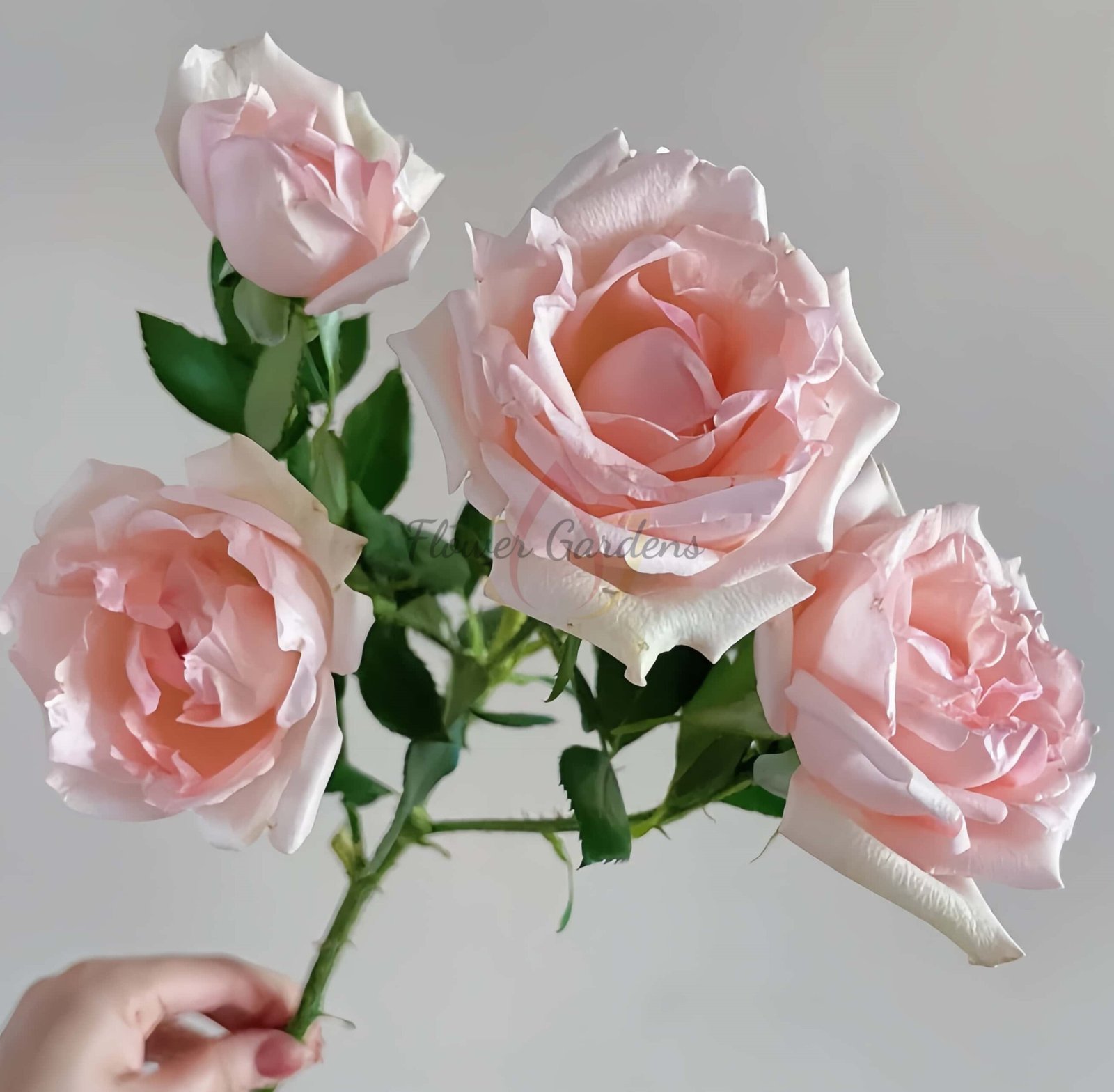 Alina Parfumella Rose丨Flower Gardens