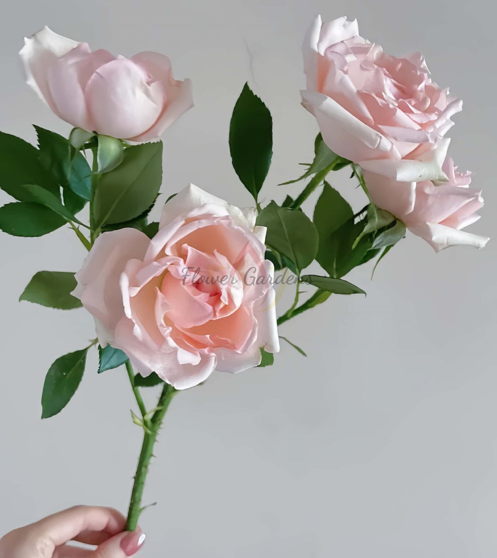 Alina Parfumella Rose plant丨Flower Gardens