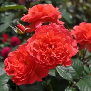 Allumage Rose for sale丨Flower Gardens