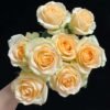 Avalanche Peach Rose for sale丨Flower Gardens
