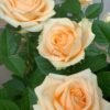 Avalanche Peach Rose plant丨Flower Gardens