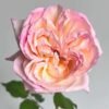 Avekutowa Rose for sale丨Flower Gardens