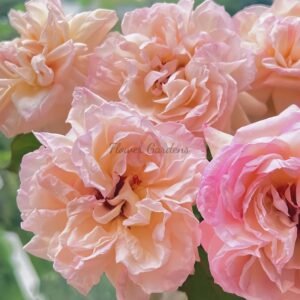 Avekutowa Rose丨Flower Gardens