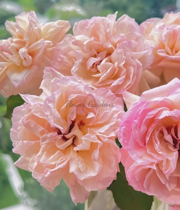 Avekutowa Rose丨Flower Gardens