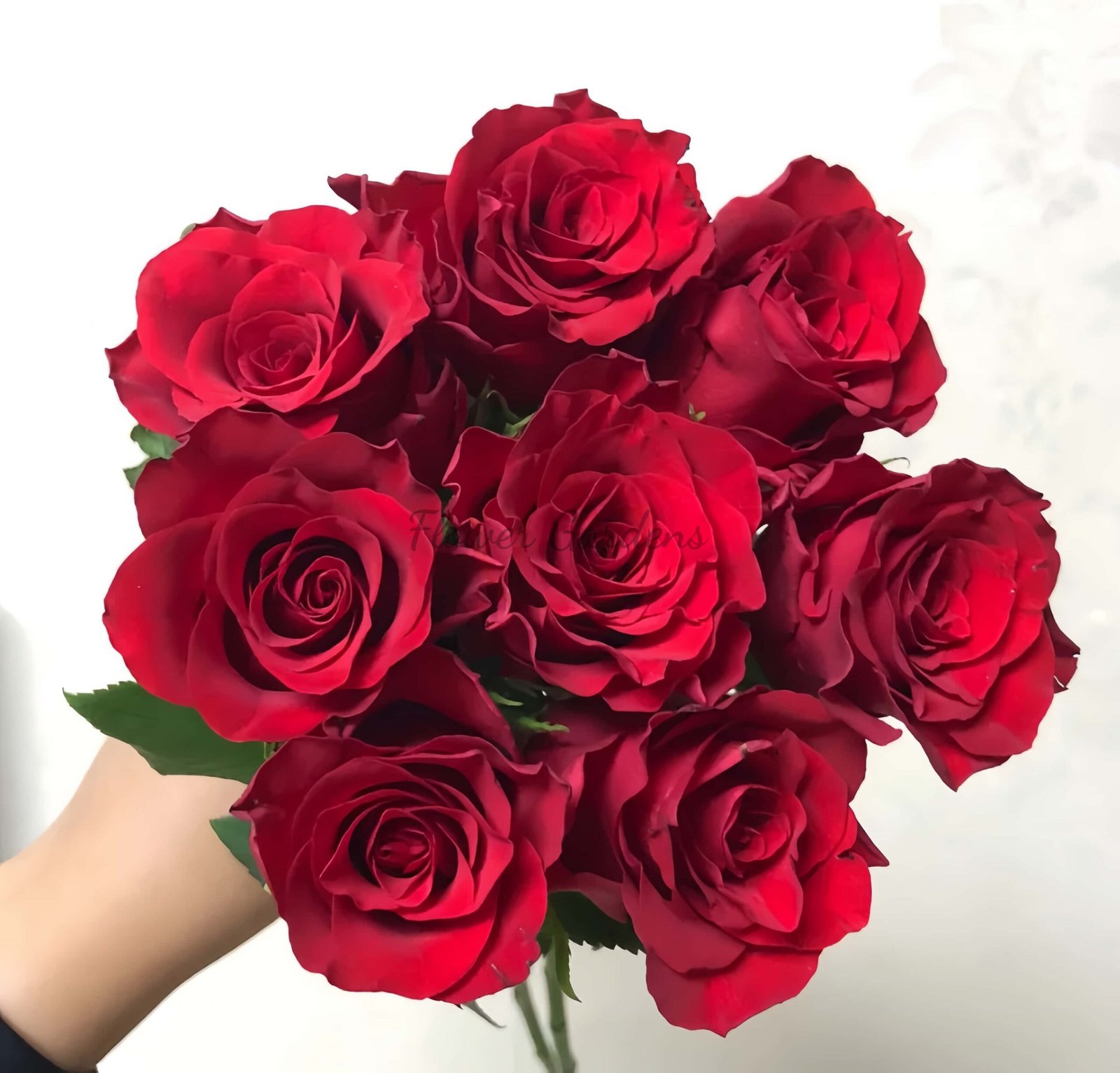 Bao Zhen Rose丨Flower Gardens