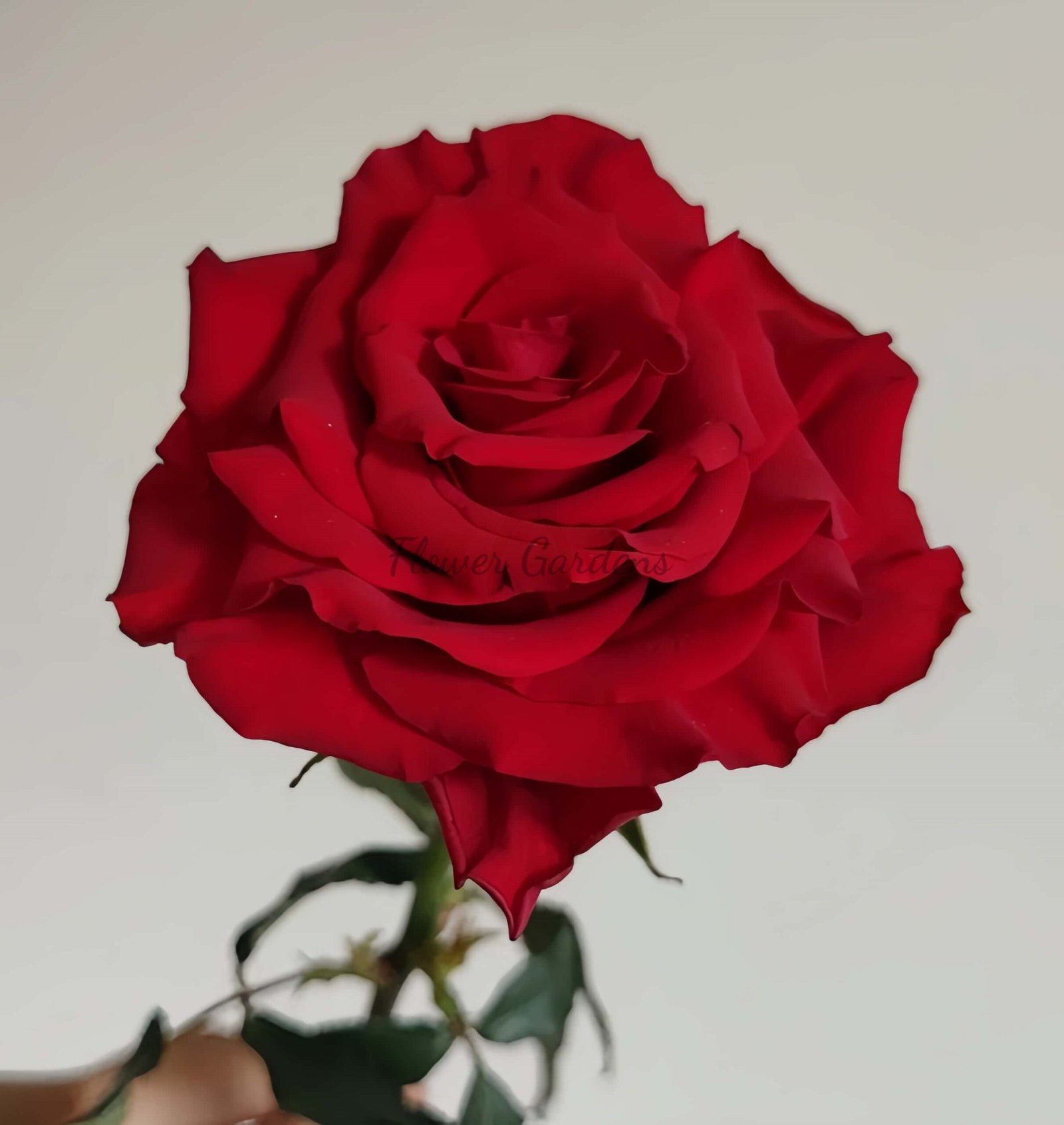 Bao Zhen Rose丨Flower Gardens