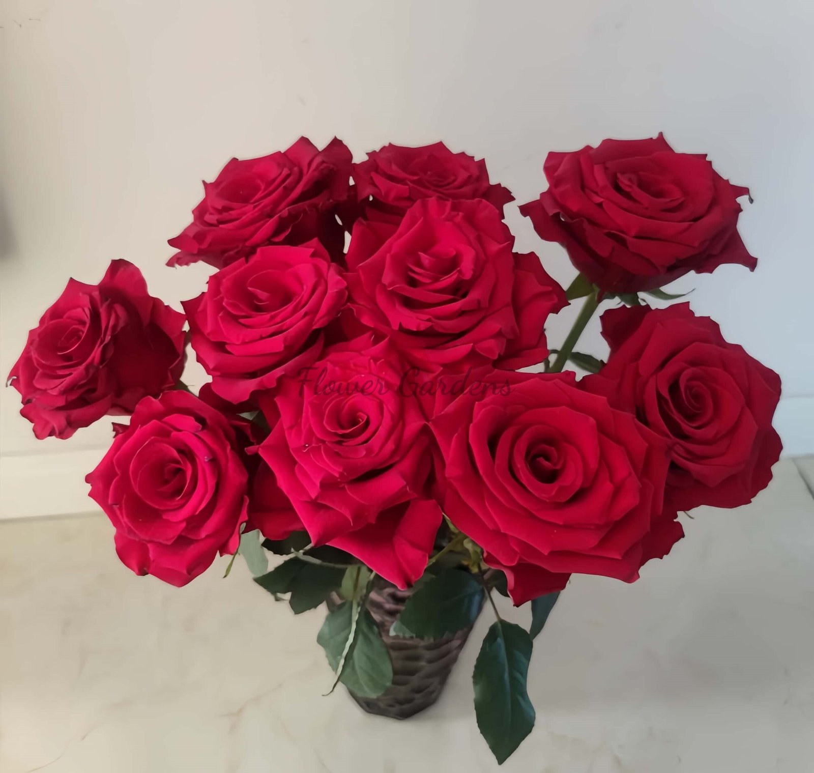 Bao Zhen Rose plant丨Flower Gardens