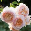 Bathsheba Rose for sale丨Flower Gardens
