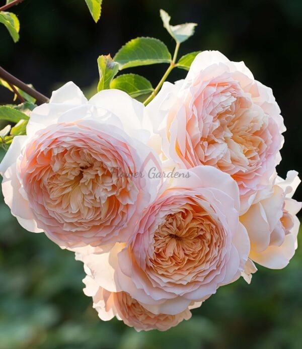 Bathsheba Rose for sale丨Flower Gardens