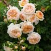 Bathsheba Rose plant丨Flower Gardens