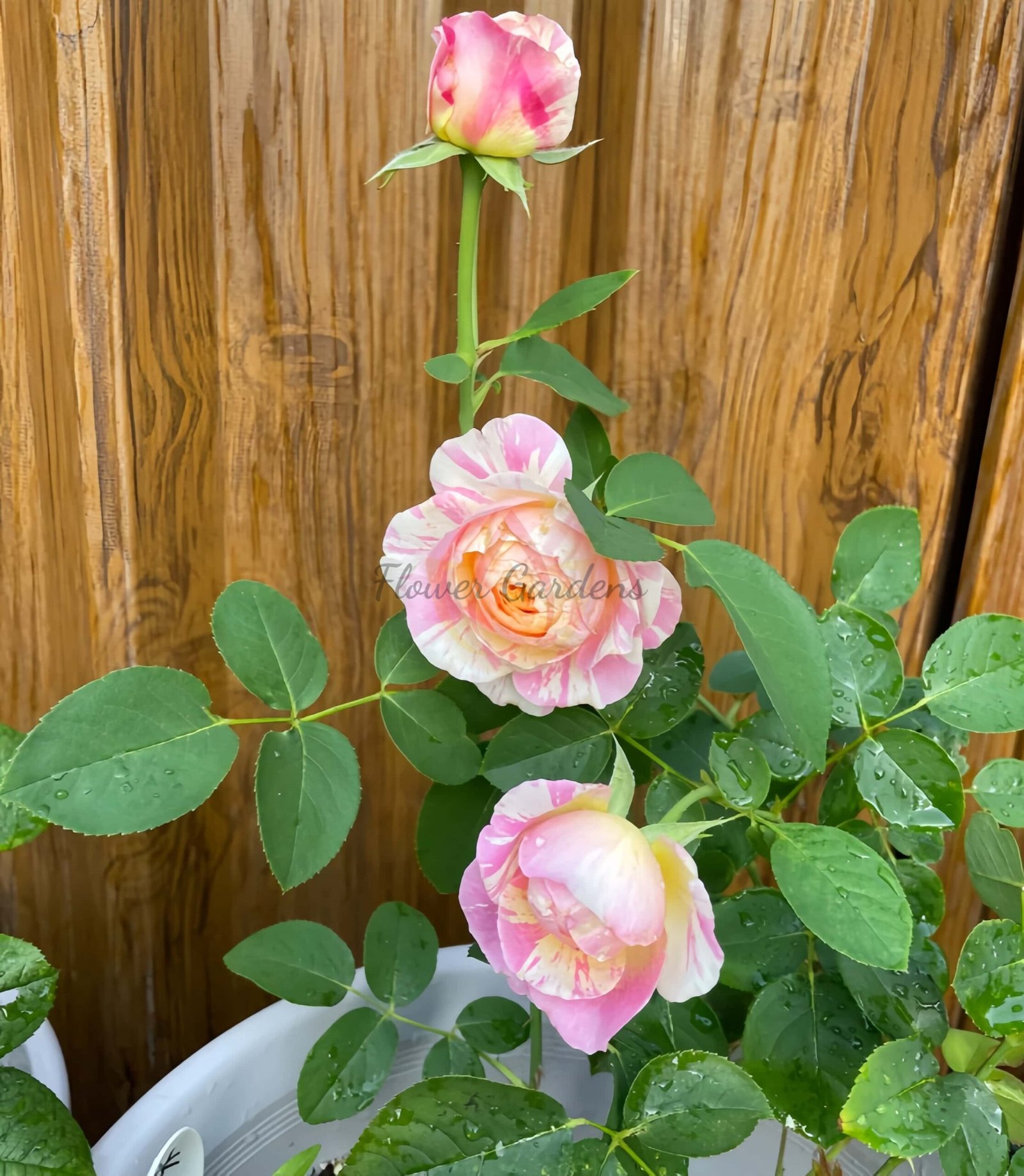 Biceo Butterfly Rose丨Flower Gardens