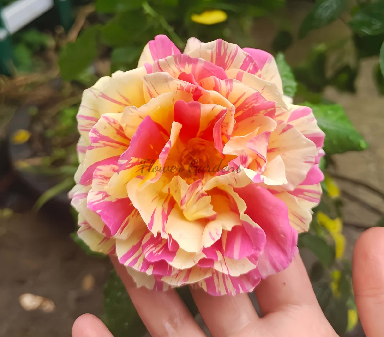 Biceo Butterfly Rose plant丨Flower Gardens