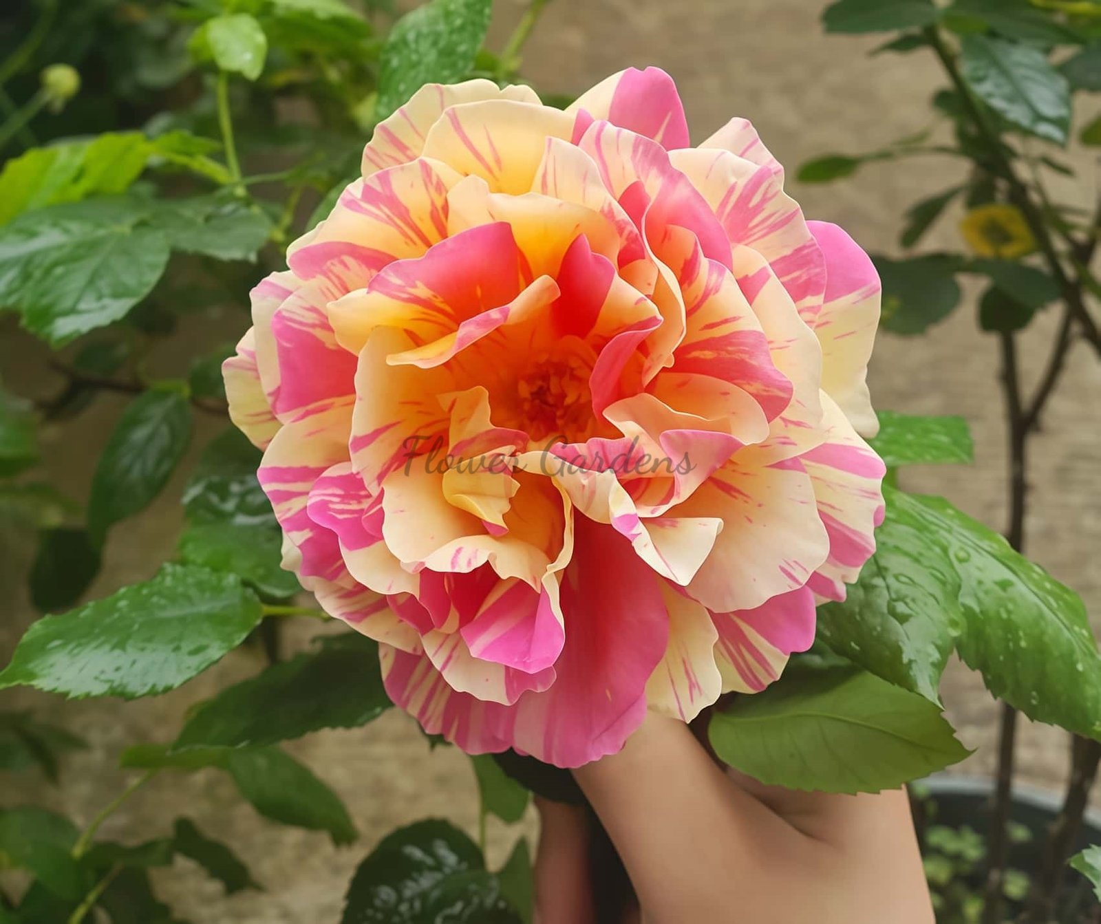 Biceo Butterfly Rose for sale丨Flower Gardens