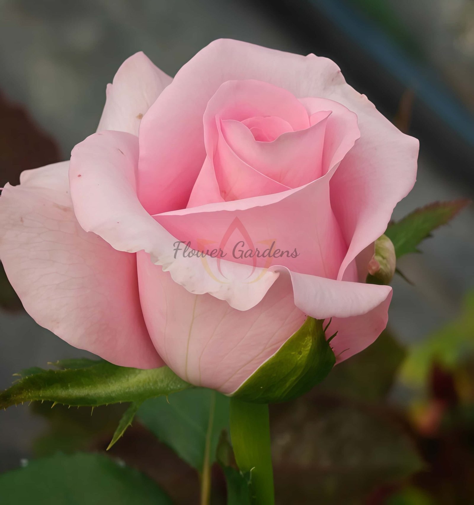 Big Paula Rose丨Flower Gardens