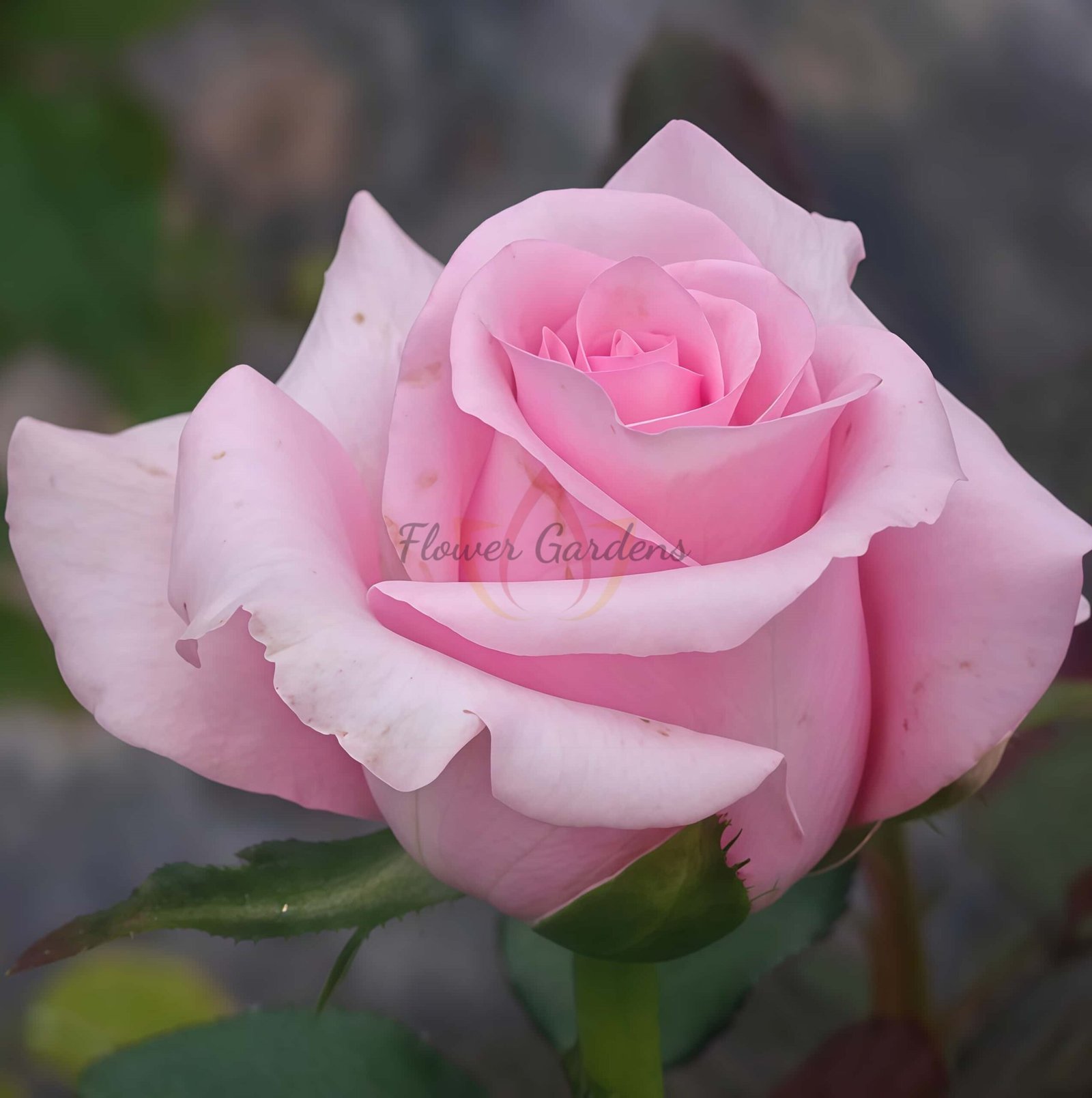 Big Paula Rose丨Flower Gardens