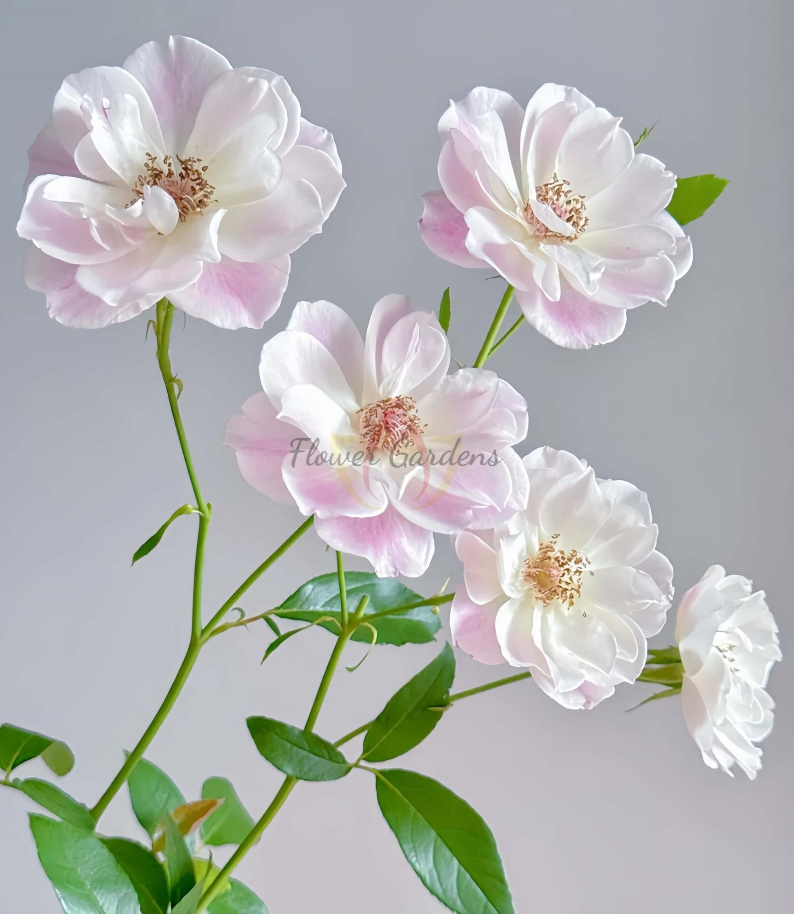 Blushiing lceberg Rose丨Flower Gardens