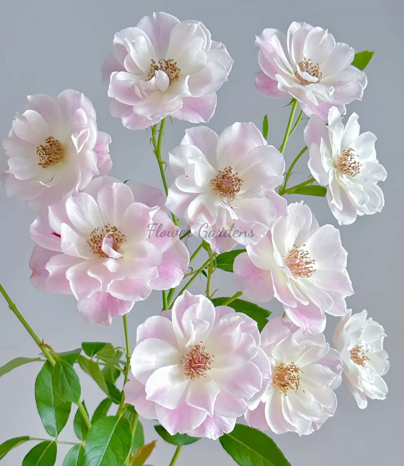 Blushiing lceberg Rose for sale丨Flower Gardens