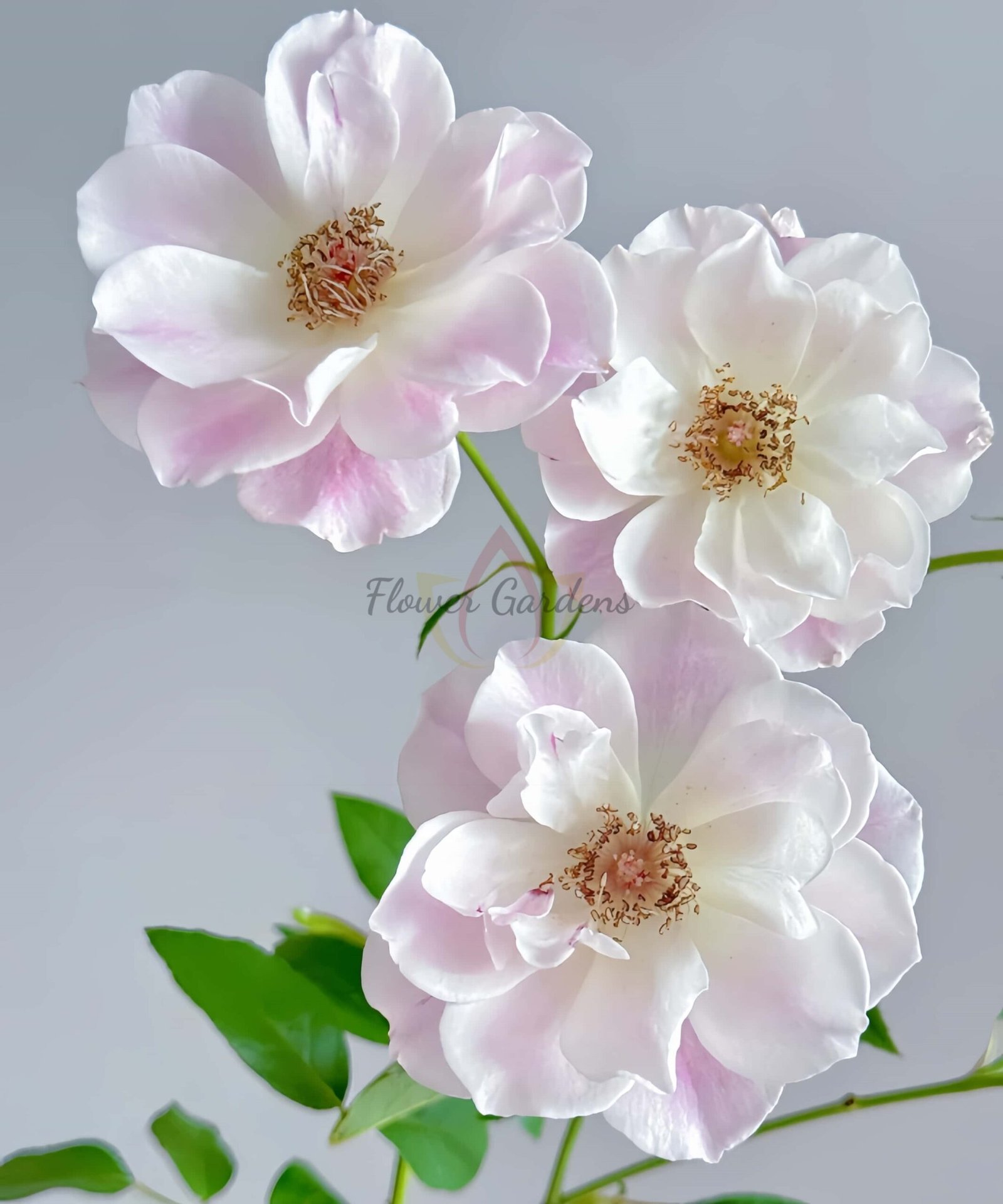 Blushiing lceberg Rose丨Flower Gardens