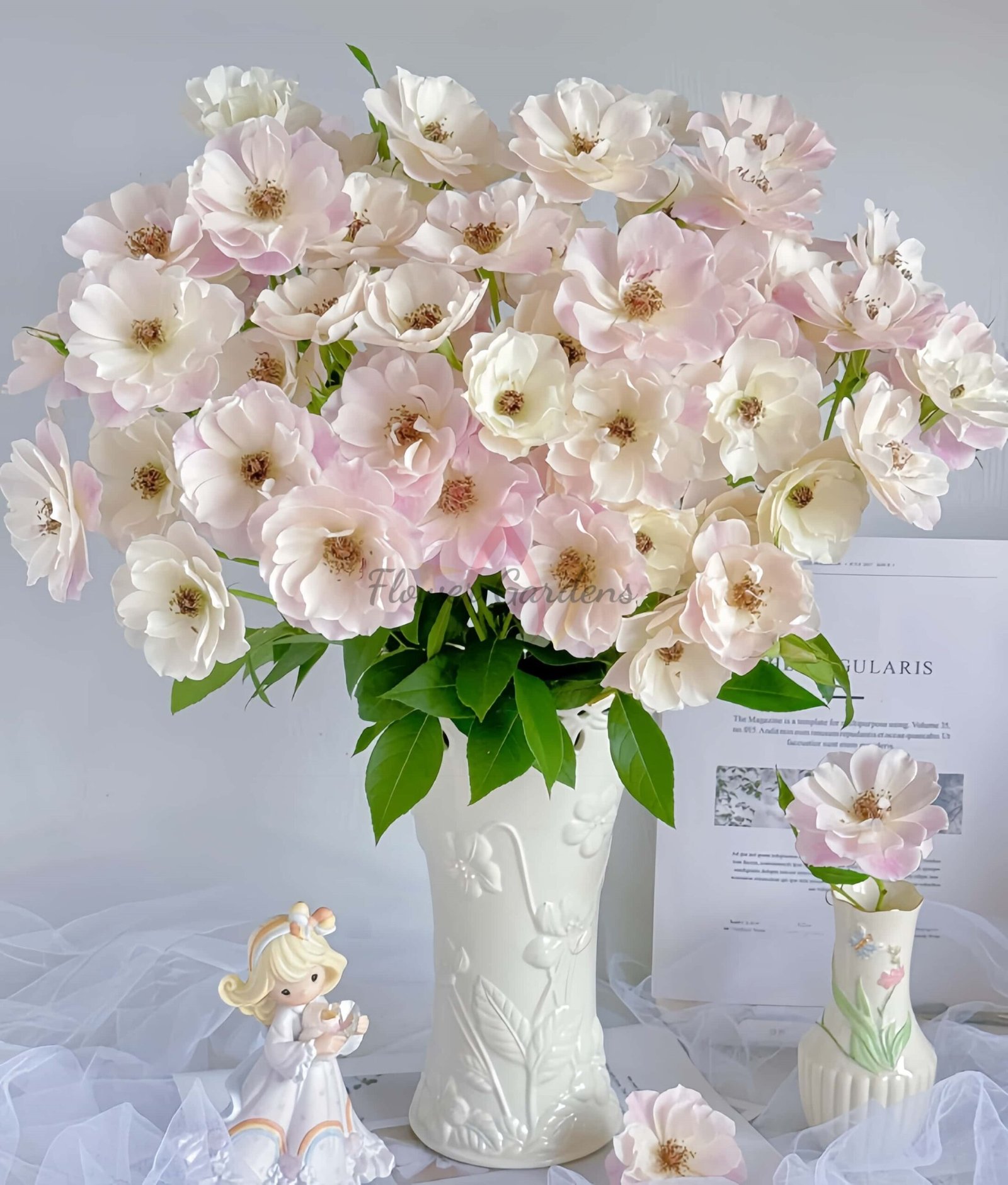 Blushiing lceberg Rose plant丨Flower Gardens