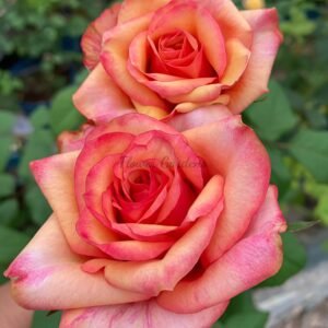 Bogart Rose丨Flower Gardens