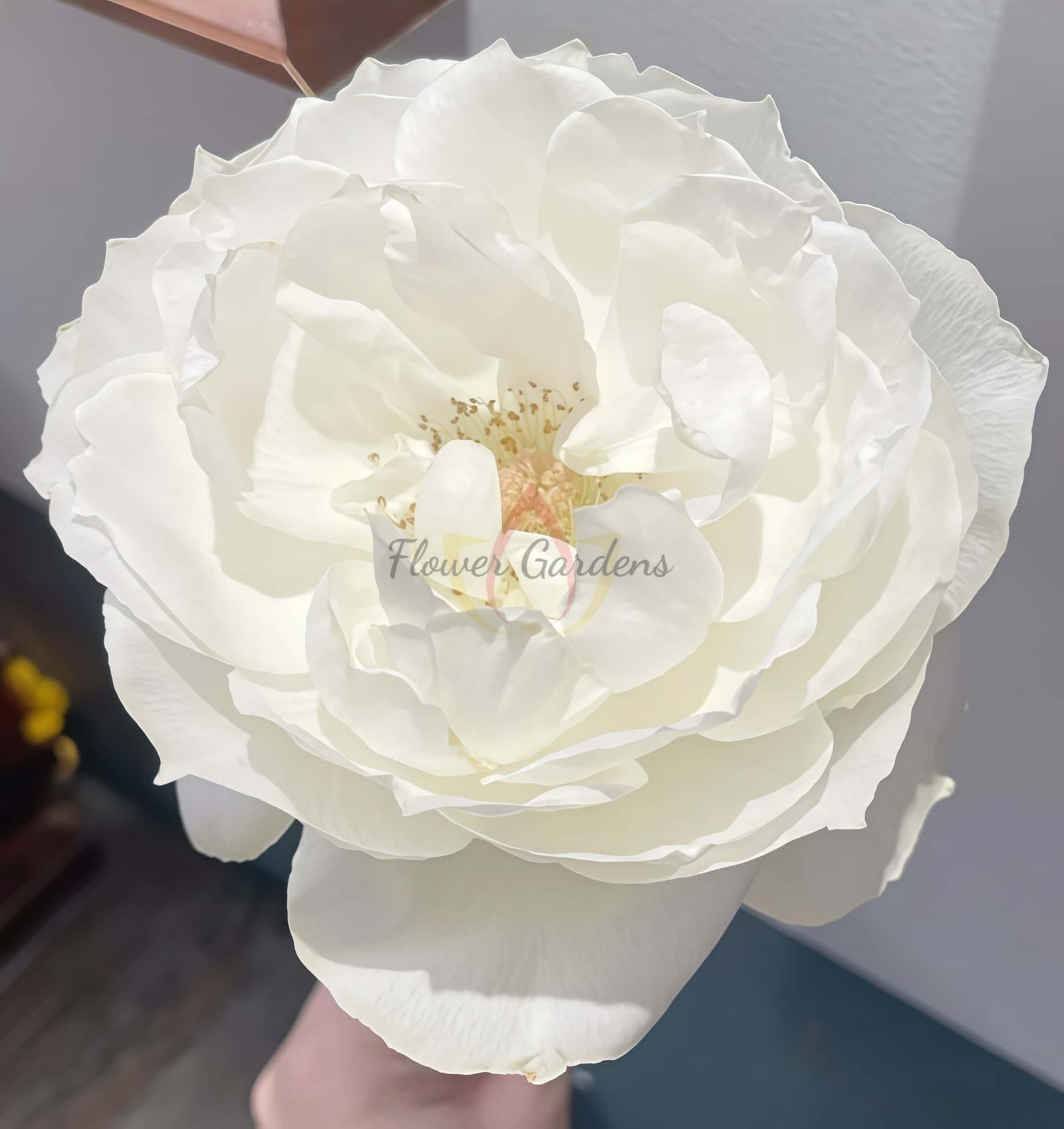 Bourgogne Rose for sale丨Flower Gardens