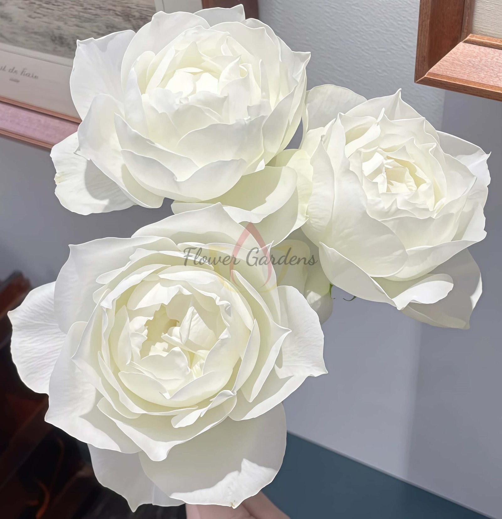 Bourgogne Rose丨Flower Gardens