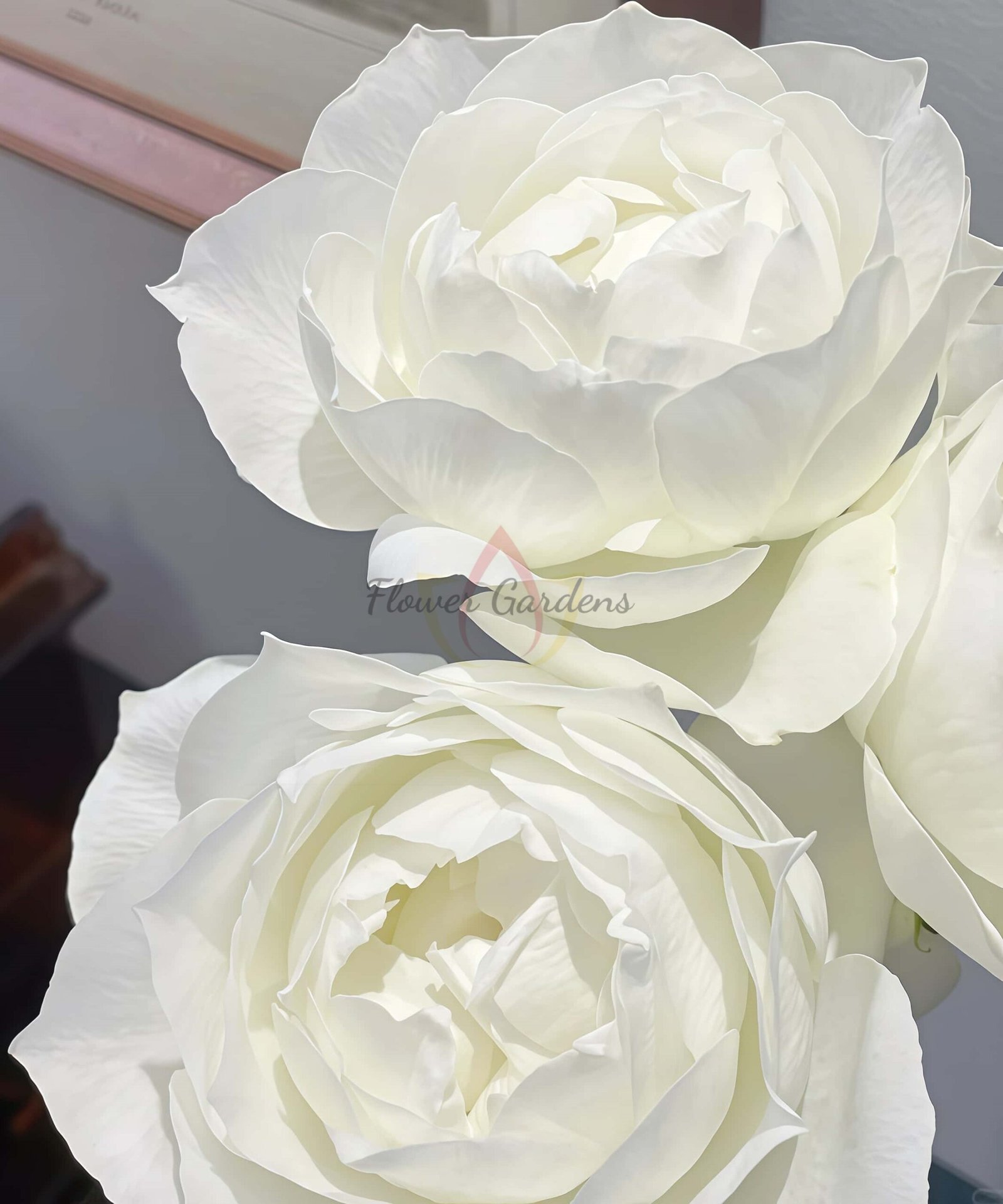 Bourgogne Rose plant丨Flower Gardens