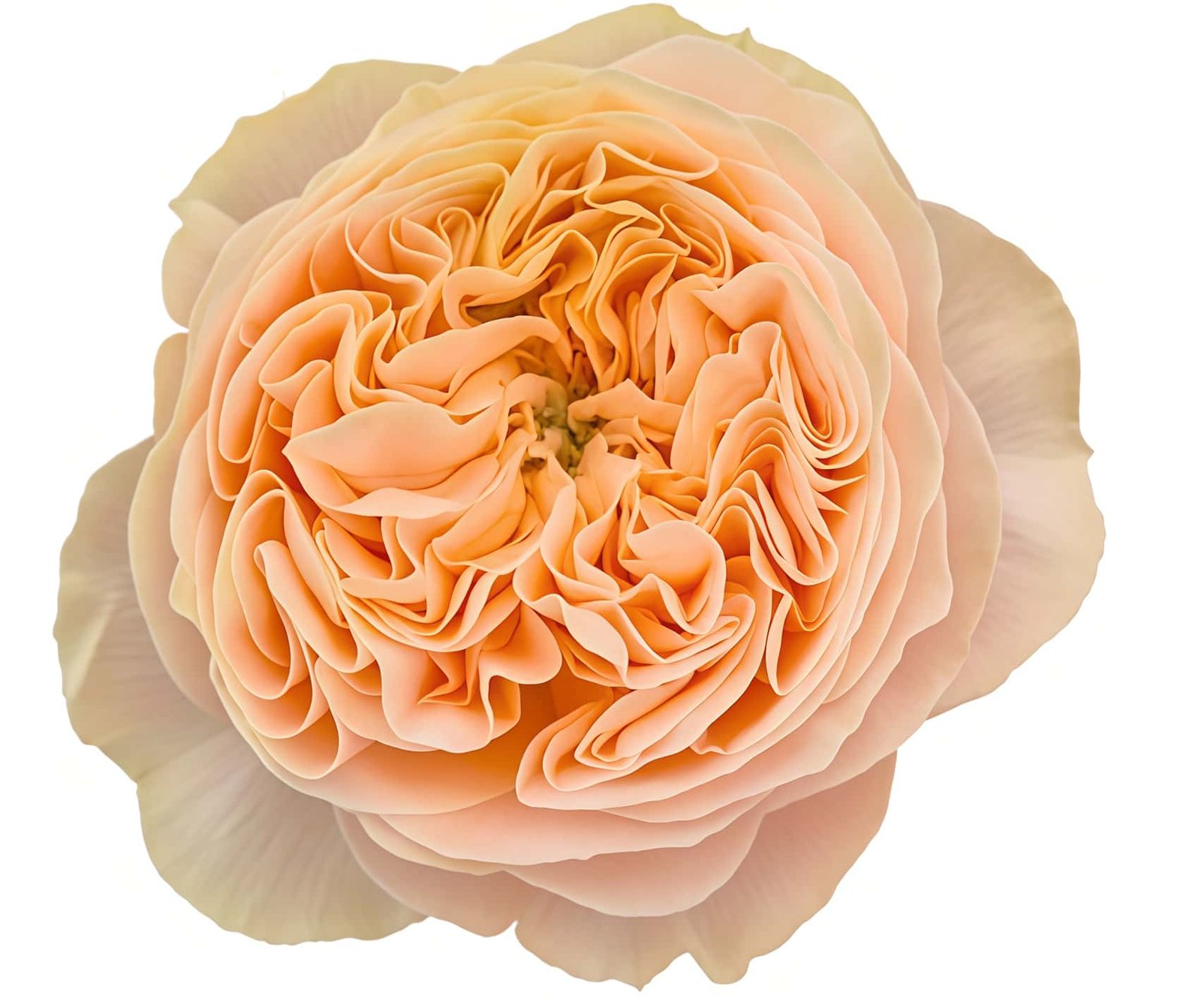 Bridgerton Rose plant丨Flower Gardens