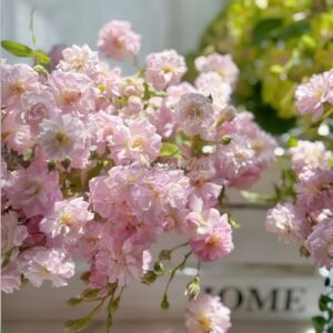 Brise Parfum Rose丨Flower Gardens