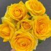 Butter Scotch Rose丨Flower Gardens