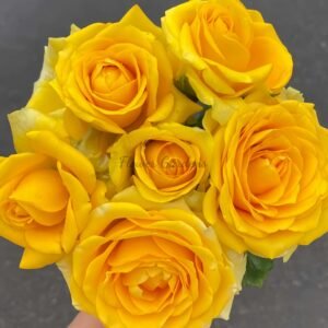 Butter Scotch Rose丨Flower Gardens