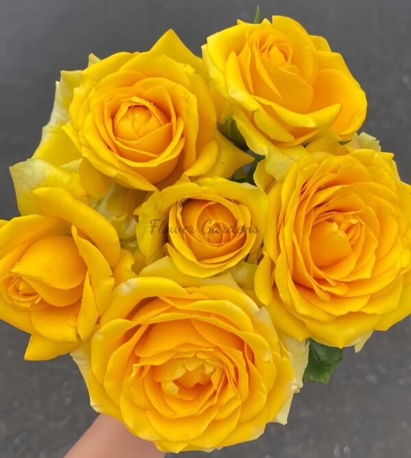 Butter Scotch Rose丨Flower Gardens